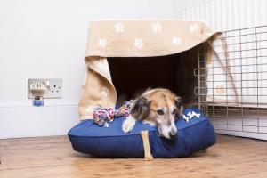 Firework fear: how to build a den for your pet