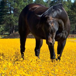 A guide to poisonous plants for horses and ponies