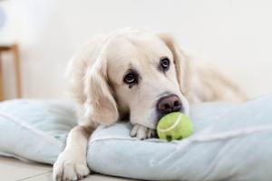 Would you help or hinder in a pet emergency?