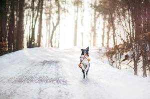 How To Look After Your Pet This Winter