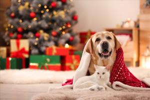 Royal Canin reminds owners of the hidden dangers of festive food
