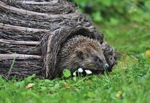 Hedgehogs in summer and how you can help