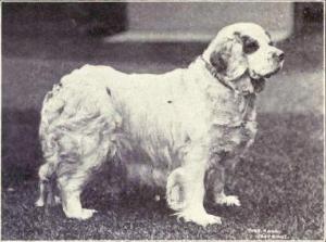 Breed Focus: The Clumber Spaniel
