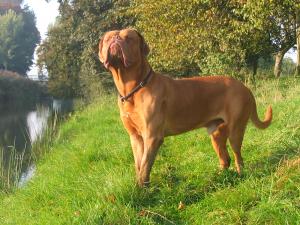 Breed Focus: The Dogue de Bordeaux