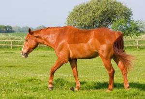 How to correctly body condition score your horse