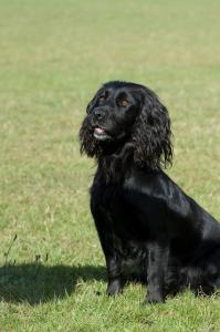 Why are people stealing gundogs?
