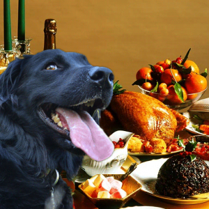 Foods to avoid feeding your pets this Christmas