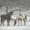 Christmas Horse Care Top Tips Image