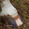 A vet guide to laminitis Image
