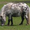 Managing overweight equines Image