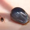 Tick Season and Lyme Disease Image