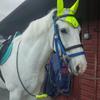 Kayleigh Paine's Irish Sport Horse - Dooey