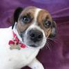Charlotte Price's Jack Russell Terrier - Titch
