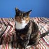 [REDACTED] [REDACTED]'s Domestic longhair cat - Smudge