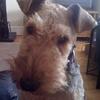 [REDACTED] [REDACTED]'s Welsh Terrier - Ruby