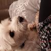 Alison Williams's West Highland White Terrier - Holly