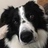 Catherine  Carruthers 's Border Collie - Olly