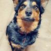 [REDACTED] [REDACTED]'s Australian Cattle Dog - Marly