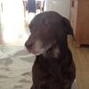 [REDACTED] [REDACTED]'s Labrador Retriever - Doug