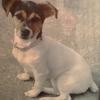 Debbie Wise's Jack Russell Terrier - Daisy