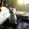 Cathryn Griffiths's West Highland White Terrier - Jack