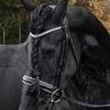 Lyn Kemp's Friesian Horse - Evi