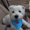 Stuart Hacker's West Highland White Terrier - Rosie
