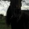 Holly’marie  Chalmers's Shetland Pony - Pickles