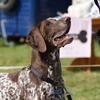 Donna Johnson's German Shorthaired Pointer - Troy