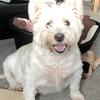 NIKKI GEFAELL - EA ELECTRICAL (nixgixe's West Highland White Terrier - Polly