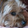 Christine Hoy's Yorkshire Terrier - Billy