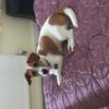 Janice Clements 's Jack Russell Terrier - Buddy