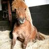 Samantha  Champion's Shetland Pony - Herbie