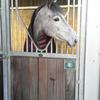 Emma Lawton's Irish Sport Horse - Rufio