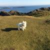 Mornin Carter's West Highland White Terrier - Milly