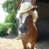 Leanne Rose's Shetland Pony - Herbie