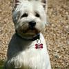 Barbara Rushbrook's West Highland White Terrier - Maxamillion