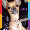 Gena Froggatt's Jack Russell Terrier - Delilah