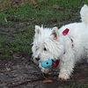 Lynn Sheppard's West Highland White Terrier - Willow