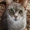 Johanne Hunter's Domestic longhair cat - Misty