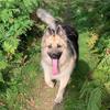 Claire Turnbull's German Shepherd Dog (Alsatian) - Sasha