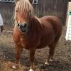 Kevin Hiatt's Shetland Pony - Charlie