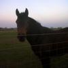 Allison Casper's Irish Sport Horse - Minnie