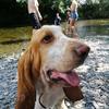 Andy Bowyer's Basset Hound - Rufus