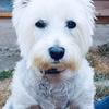 Alan  Clark's West Highland White Terrier - Holly