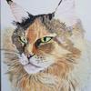 Bev Holczman's Maine Coon - Amber