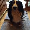 Claire Ashby's Bernese Mountain Dog - Bertie