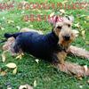 Morag Hutchison's Welsh Terrier - Nelson
