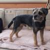 Ian  Houston 's Border Terrier - Jorj