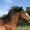 Myrette ( Suki)  Stokes's Clydesdale Horse - Kevin